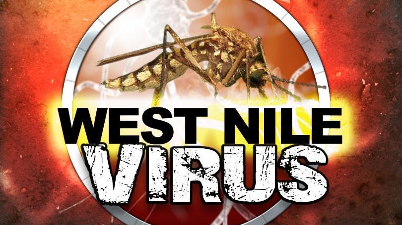 West nile virus mgn image